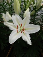 [4249 Serena Madonna No02.JPG]